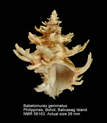 Babelomurex gemmatus.jpg - Babelomurex gemmatus(Shikama,1966)